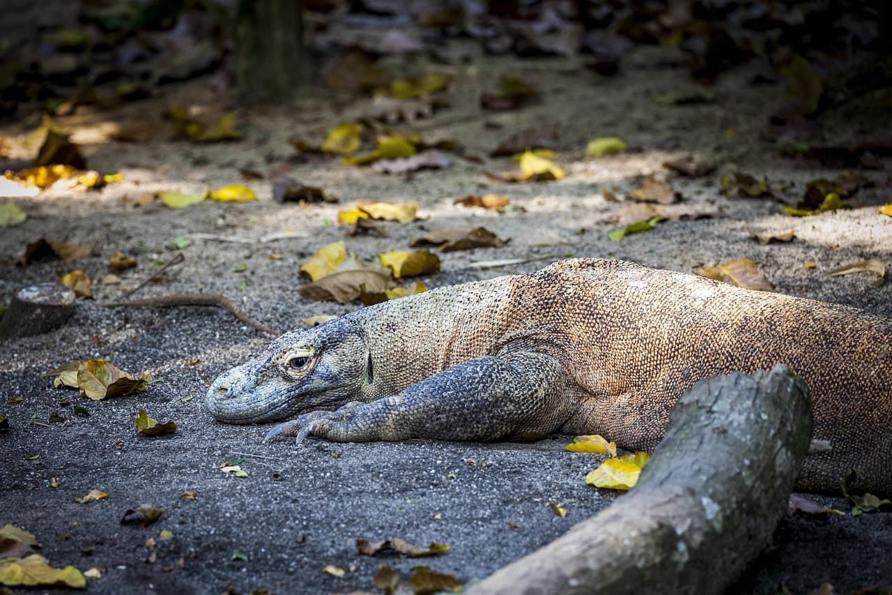 Taman Nasional Komodo — Panduan Lengkap Wisata Edukasi 2026