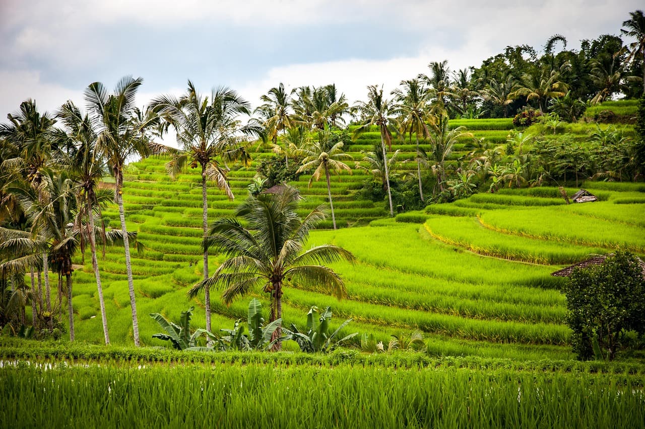 Bali Subak — Panduan Lengkap Wisata Edukasi 2026