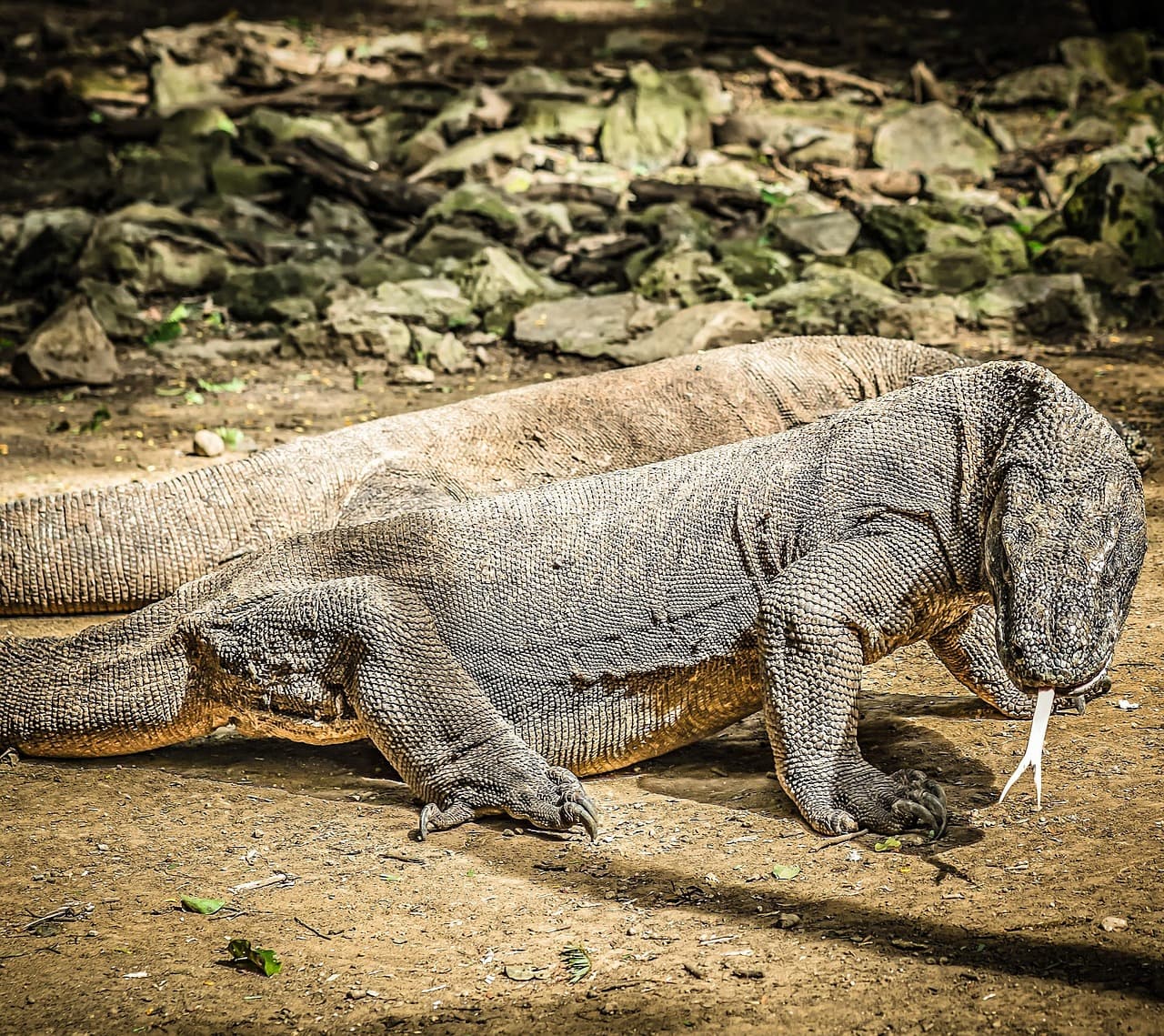 Komodo dragon di Pulau Komodo, Nusa Tenggara Timur